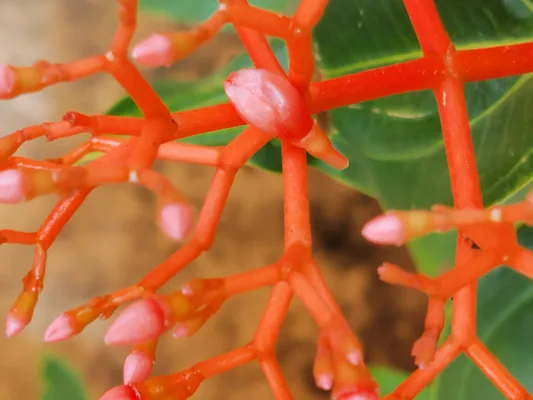 Palicourea 