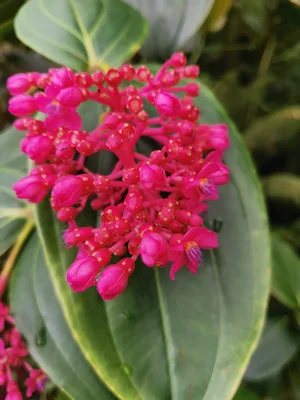 Medinilla speciosa