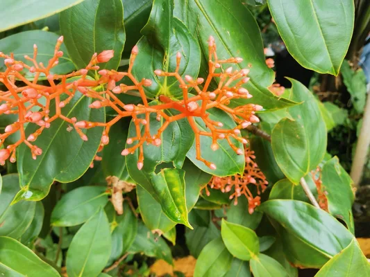 Palicourea