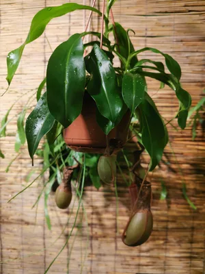 Nepenthes alata