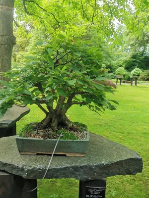Habr obecný - Bonsai