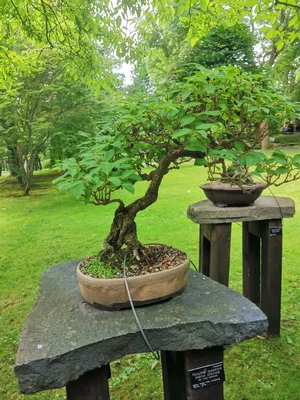 Zlatice Převislá - Bonsai